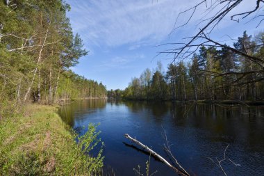 Bahar Rusya Milli park orman nehirdir. Su bahar peyzaj ağaçları ile.