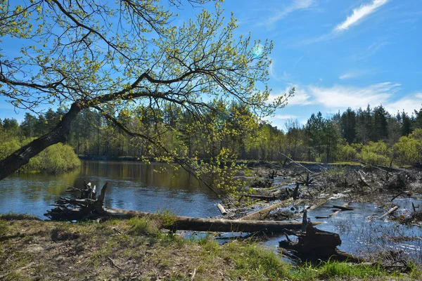 森川の閉塞 春の川風景中央ロシア国立公園で — ストック写真