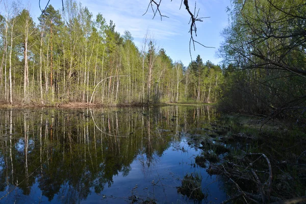 ロシアの国立公園 Meshchersky の春します 木と水の春風景 — ストック写真