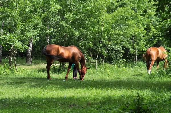 森林の空き地で馬 初夏の馬新鮮なジューシーな草のごちそうを食べるの — ストック写真
