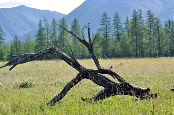 Groene Weiden Vallei Van Rivier Soentar Rusland Yakutia Een Bergrug — Stockfoto