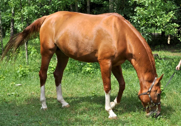 一匹马在森林空地 在初夏马灯红酒绿的新鲜多汁的草地上 — 图库照片