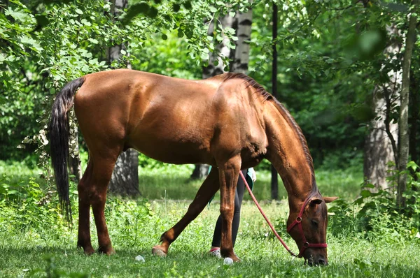 Cavalo Numa Clareira Florestal Início Verão Cavalo Banqueteia Com Grama — Fotografia de Stock