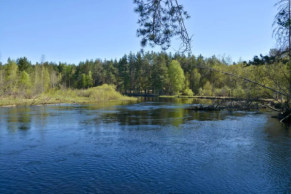 Rio Floresta Parque Nacional Rússia Primavera Paisagem Nascente Água Com — Fotografia de Stock