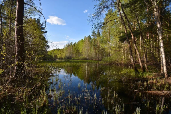 Lente Het Nationale Park Van Rusland Meshchersky Water Lente Landschap — Stockfoto