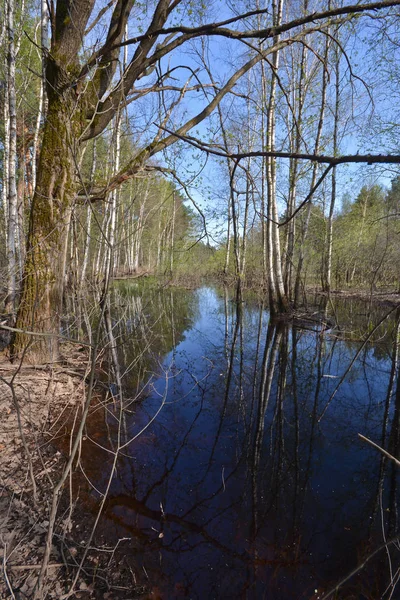 Lente Het Nationale Park Van Rusland Meshchersky Water Lente Landschap — Stockfoto