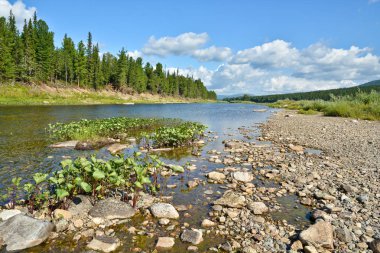 Dağ Tayga Kuzey Uralların nehirde. UNESCO Dünya Mirası Site Virgin Komi ormanlar.