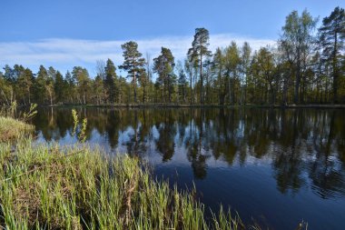Orman nehrinde ilkbahar. Orta Rusya 'daki milli parkın manzarası.