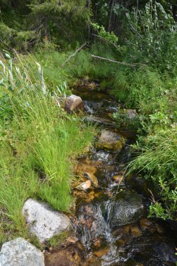 Saf orman akarsu. Milli Park Yugid-Va, Unesco Dünya Mirası site Virgin Komi ormanlar.