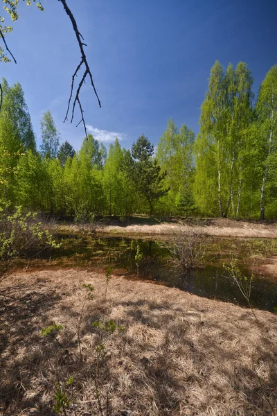 Frühling Wald Mailandschaft Nationalpark Zentralrussland — Stockfoto