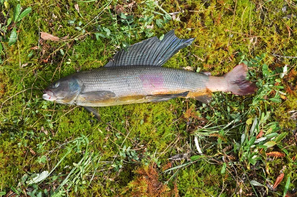 Ikan Yang Ditangkap Sebelumnya Telah Dimasak Sup Ikan Grayling Siberia — Stok Foto