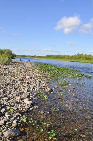 Dzika Rzeka Krajobraz Najsłynniejsza Kokpela North River Polar Ural Republika — Zdjęcie stockowe