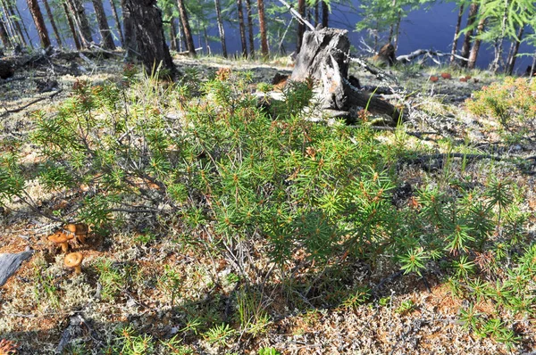 Achtergrond Gras Die Betrekking Hebben Aarde Yakutian Taiga Foto Forest — Stockfoto