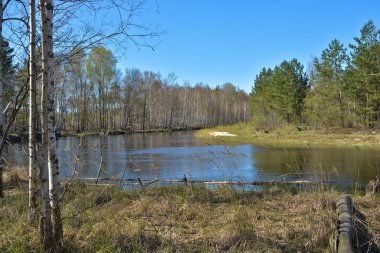 Bahar ormanda nehirde. 