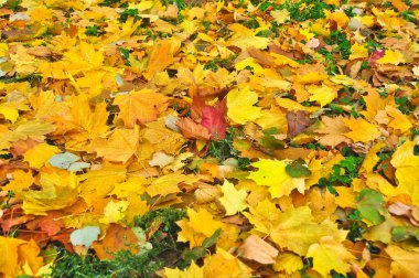 Yere düşen sonbahar yaprakları. 