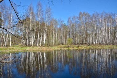 Bahar ormanda nehirde. 