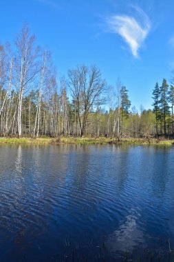 Bahar ormanda nehirde. 