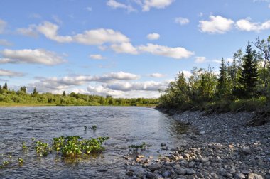 Kutup Urallar. Çakıl nehir bankalar. 