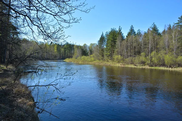 Vår skog floden. — Stockfoto