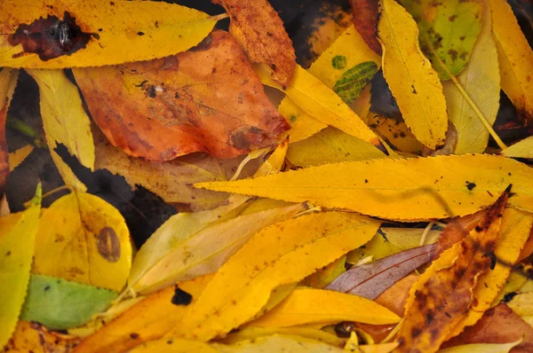 Fallen autumn leaves on the ground. — Stock Photo, Image