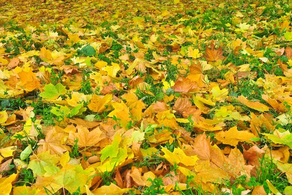Parco autunnale in foglie cadute . — Foto Stock