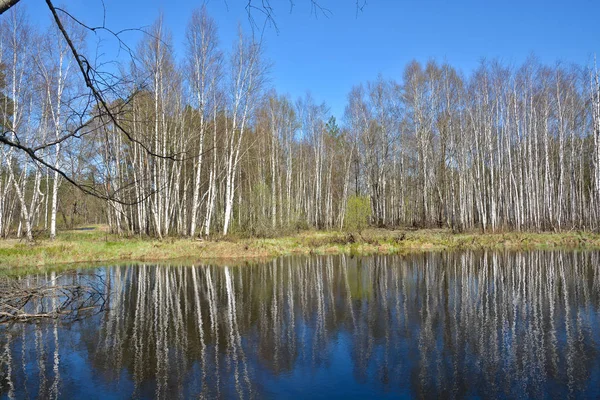 봄에서 숲에서 강. — 스톡 사진