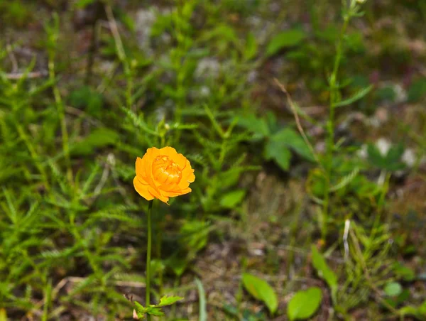 Trollius. . — Foto de Stock