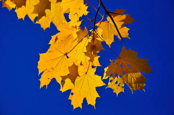 Herfstbladeren op de takken. — Stockfoto