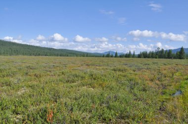 Peyzaj yakutian tundra
