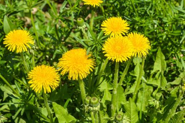 Bahar sarı dandelions.