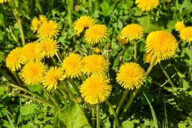 Bahar sarı dandelions.
