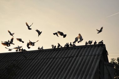 güvercinlerin gökyüzünde. 