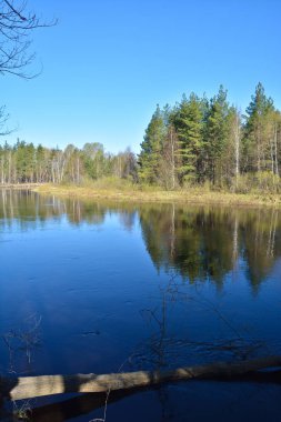 nehir manzara bahar. 