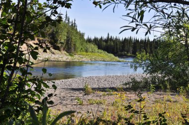 Çalılar aracılığıyla nehir manzarası. 