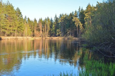 nehir manzara bahar. 