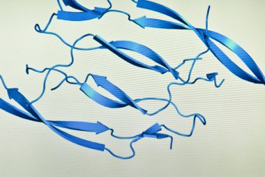 Protein molekülünün yapısı. 