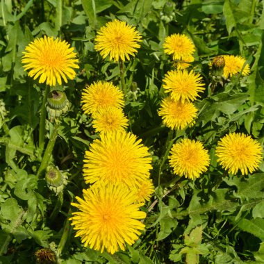 Bahar sarı dandelions.