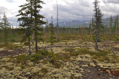 Taiga Dağı Taimyr.. 