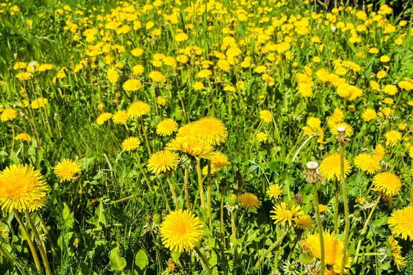 Våren gula maskrosor. — Stockfoto