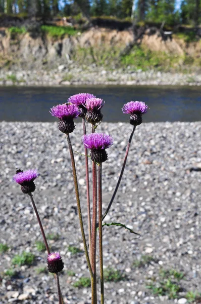 Thistle prickly on the North river. — Stock Photo, Image
