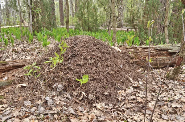 De heuvel van de mier in voorjaar bos. — Stockfoto