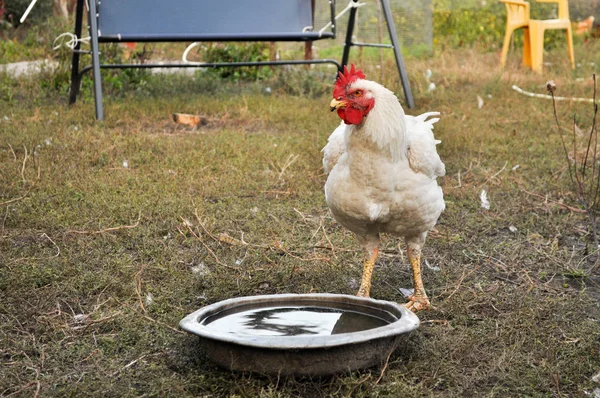 Frango no quintal. — Fotografia de Stock