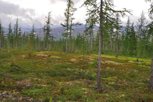 Taiga Dağı Taimyr.. 