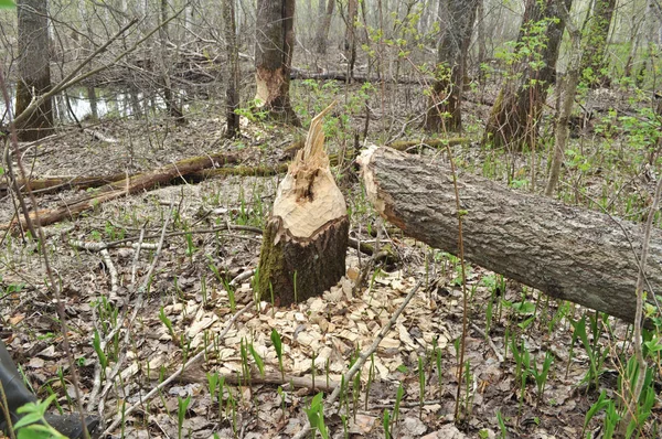 Bevers hebben onlangs knabbelde bomen. — Stockfoto