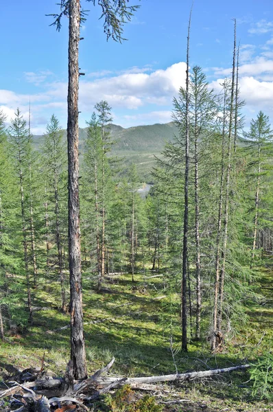 Lärk taiga i Jakutien. — Stockfoto