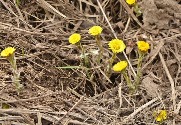 Coltsfoot - the first flowers of spring. — Stock Photo, Image