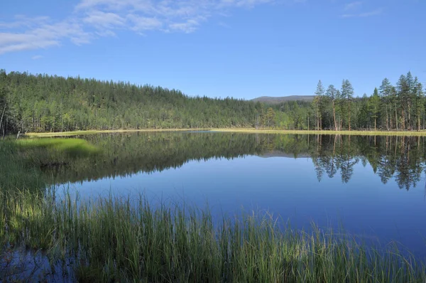 Blue water of the lake under the blue sky framed stems sedges. — Stock Photo, Image