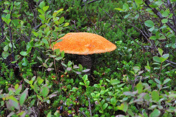 Boleto de gorro laranja de cogumelos . — Fotografia de Stock