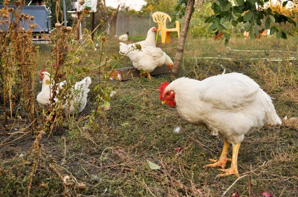 Frango no quintal. — Fotografia de Stock