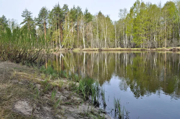 sessiz orman nehirde olabilir.